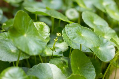 Kapat küçük Gotu kola ağacı veya Asya pennywort veya Hindistan pennywort çiçeği