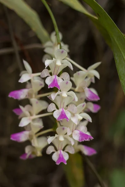 Nahaufnahme Von Weißen Und Rosafarbenen Orchideen — Stockfoto