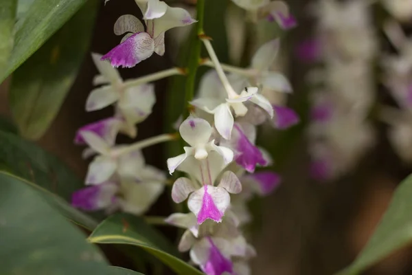 Nahaufnahme Von Weißen Und Rosafarbenen Orchideen — Stockfoto