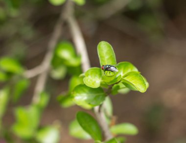 Bug 'ı Barbados' un yeşil yaprağına ya da Acerola Kiraz çiçeğine yakın tut