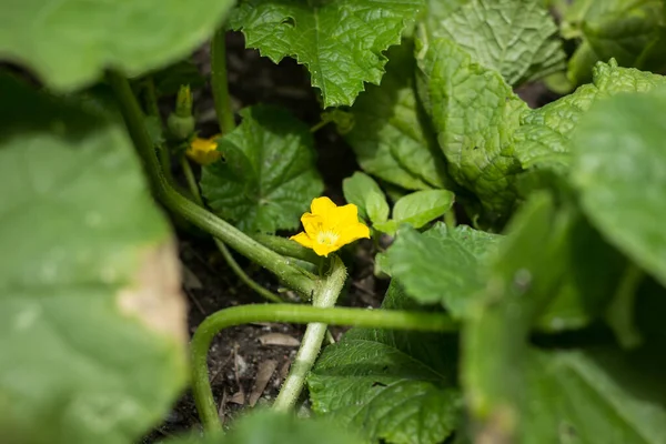 Close Yellow Flower Pumpkin Plant — Stock Photo, Image