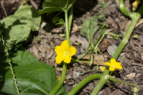 Gros Plan Fleur Jaune Citrouille — Photo