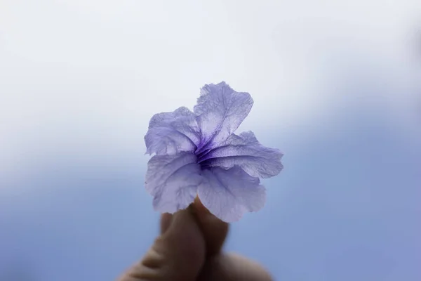 Cerrar Flor Púrpura Ruellia Tuberosa Con Fondo Cielo Azul — Foto de Stock