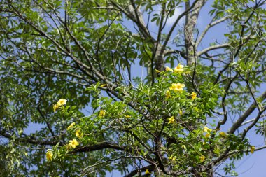Yeşil yapraklı Sarı Allamanda 'ya yaklaş