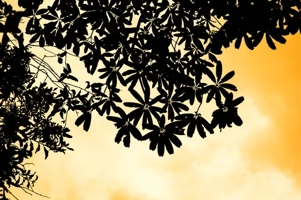 閉じる葉の影黄色のアラマンダの花 — ストック写真