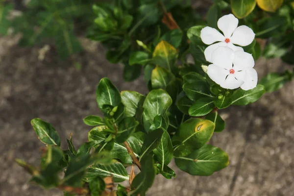 Beyaz Catharanthus Gülleri Bahçede — Stok fotoğraf