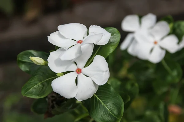 Catharanthus Roseus Flor Branca Jardim — Fotografia de Stock