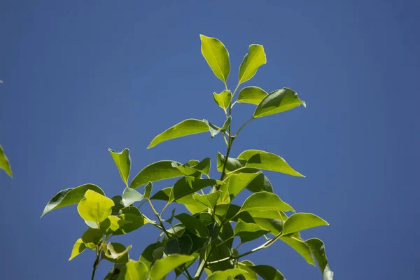 Folha Verde Cinnamomum Canphora Árvore — Fotografia de Stock