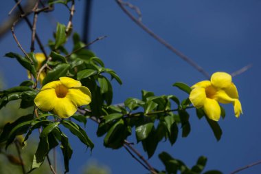 Yeşil yapraklı Sarı Allamanda 'ya yaklaş