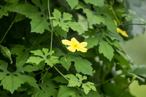 Petite Fleur Jaune Légumes Gourde Amère — Photo