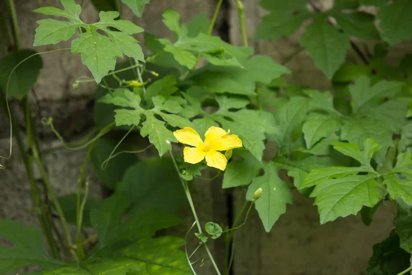 Petite Fleur Jaune Légumes Gourde Amère — Photo