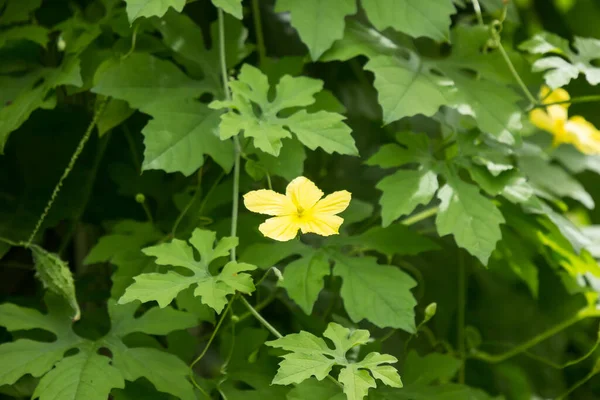 Mały Żółty Kwiat Gorzkiej Dyni Warzywa — Zdjęcie stockowe