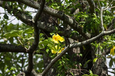 Yeşil yapraklı Sarı Allamanda 'ya yaklaş