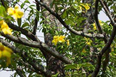 Yeşil yapraklı Sarı Allamanda 'ya yaklaş
