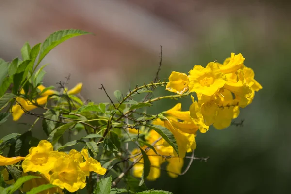 Close Yellow Flower Yellow Elder Yellow Bells Trumpetflower Scientific Name — Stock Photo, Image