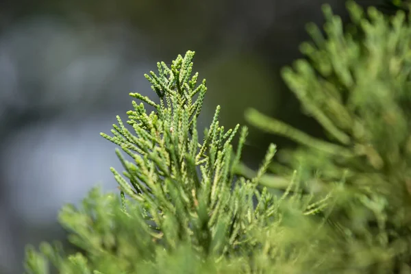 Close Folha Verde Big Pine Árvore — Fotografia de Stock