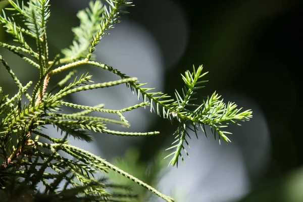 Close Folha Verde Big Pine Árvore — Fotografia de Stock
