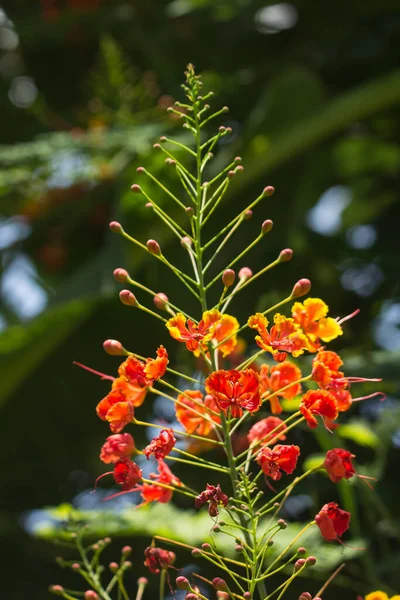 Згорніть Червону Квітку Полум Королівську Подівану — стокове фото
