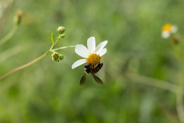 Arı ve beyazı karıştırın Sarı çimen çiçeği