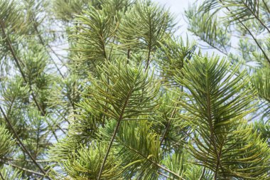 Büyük Çam ağacının yeşil yaprağına yaklaş