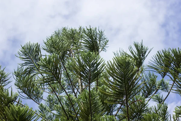 Close Folha Verde Big Pine Árvore — Fotografia de Stock