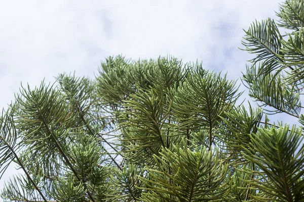 Close Folha Verde Big Pine Árvore — Fotografia de Stock