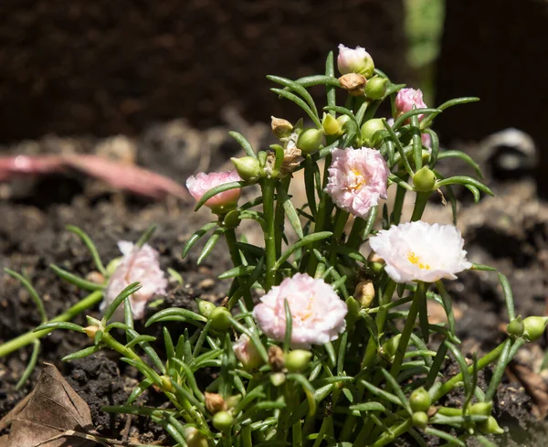 Purslane Verdolaga Pigweed Little Hogweed Veya Pusley Çiçeği — Stok fotoğraf