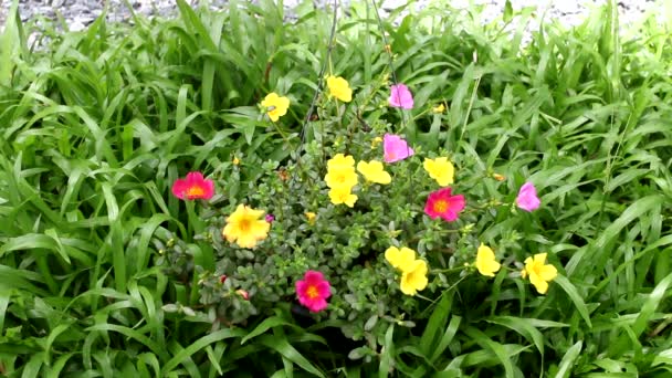 Κοντινό Πλάνο Του Κοινού Λουλουδιού Πουρσλάν Μικρά Πράσινα Φύλλα — Αρχείο Βίντεο