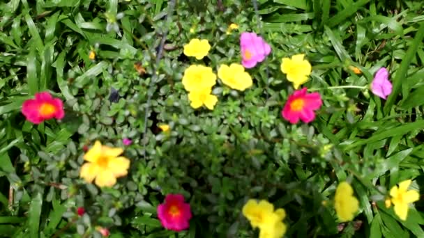 Κοντινό Πλάνο Του Κοινού Λουλουδιού Πουρσλάν Μικρά Πράσινα Φύλλα — Αρχείο Βίντεο
