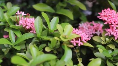 Küçük Pembe Ixora çiçeğine yaklaş