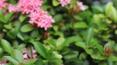 Küçük Pembe Ixora çiçeğine yaklaş