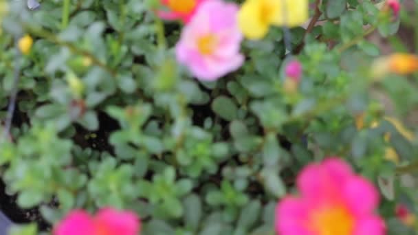 Flor Purslane Comum Com Pequena Folha Verde — Vídeo de Stock