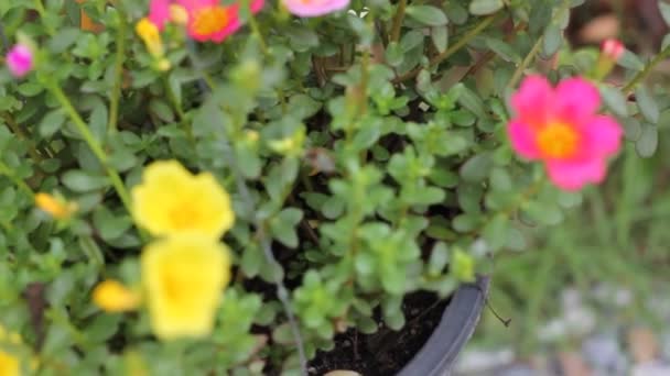 Κοινό Λουλούδι Πουρσλάνος Μικρό Πράσινο Φύλλο — Αρχείο Βίντεο