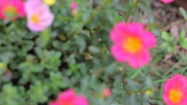 Κοινό Λουλούδι Πουρσλάνος Μικρό Πράσινο Φύλλο — Αρχείο Βίντεο