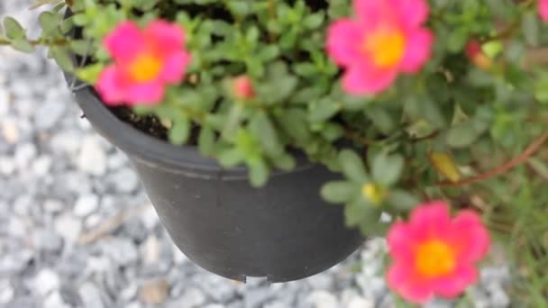 Flor Purslane Comum Com Pequena Folha Verde — Vídeo de Stock