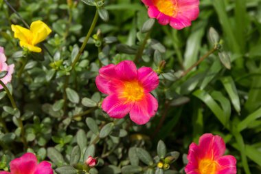 Küçük yeşil yapraklı Purslane çiçeğine yaklaş