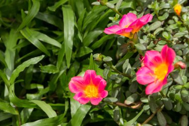 Küçük yeşil yapraklı Purslane çiçeğine yaklaş