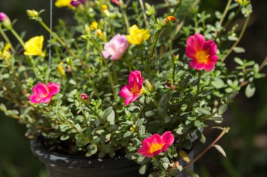 Küçük yeşil yapraklı Purslane çiçeğine yaklaş