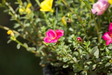 Küçük yeşil yapraklı Purslane çiçeğine yaklaş