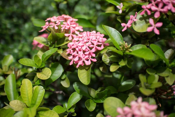 Nahaufnahme Der Kleinen Rosa Mischung Weiche Weiße Ixora Blume — Stockfoto