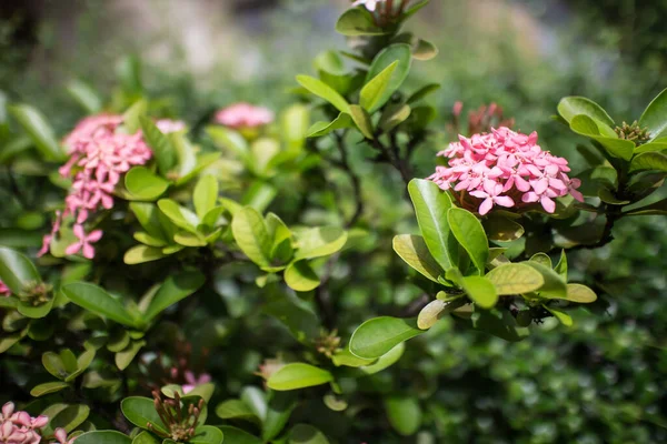 Nahaufnahme Der Kleinen Rosa Mischung Weiche Weiße Ixora Blume — Stockfoto