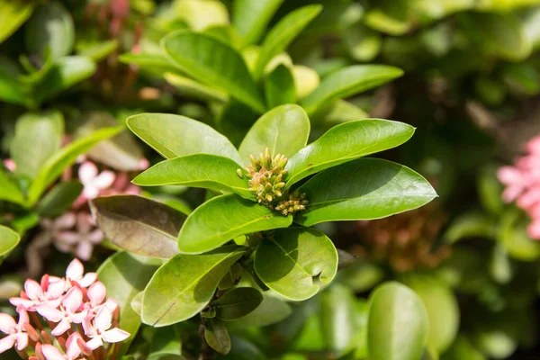 Gros Plan Petit Mélange Rose Fleur Ixora Blanc Doux — Photo