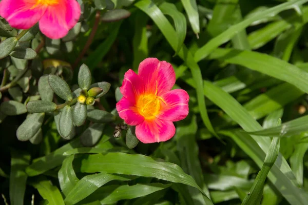 Küçük yeşil yapraklı Purslane çiçeğine yaklaş