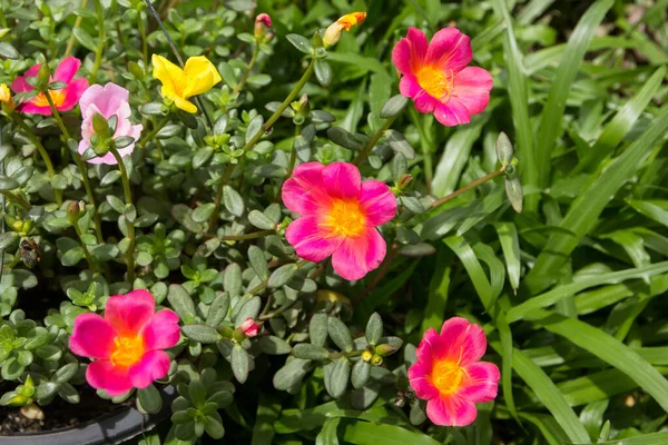 Close up of Common Purslane flower with small green leaf