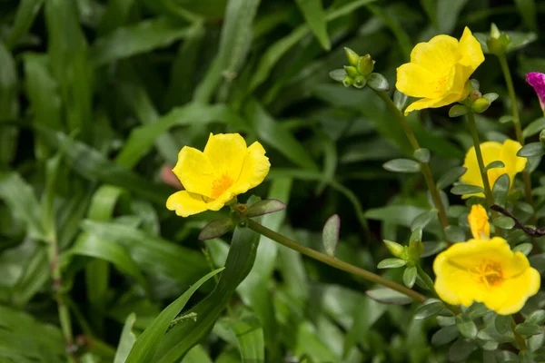 Küçük yeşil yapraklı Purslane çiçeğine yaklaş