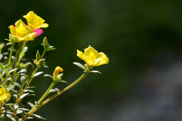 Закрыть Цветок Коммон Пурслайн Маленьким Зеленым Листочком — стоковое фото