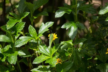 Kelebek böceği ve sarı Singapur papatyası.