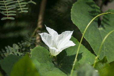 Beyaz Çiçek Sarmaşık Kabağı veya Coccinia Grandis