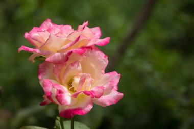 Pembe karışıma yakın beyaz gül çiçeği