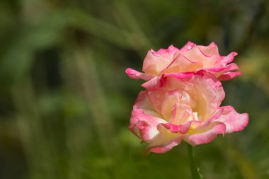Pembe karışıma yakın beyaz gül çiçeği